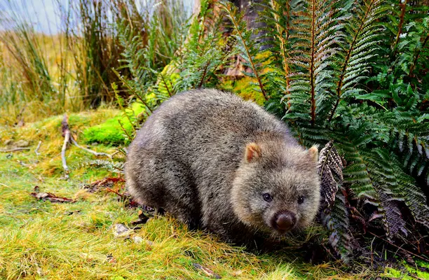 A wombat on green grass by fern.